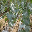 甜蜜藍寶石葡萄苗，葡萄樹苗新優品種``圖片