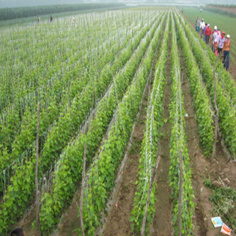 红芭拉蒂葡萄苗，葡萄苗一亩产量高