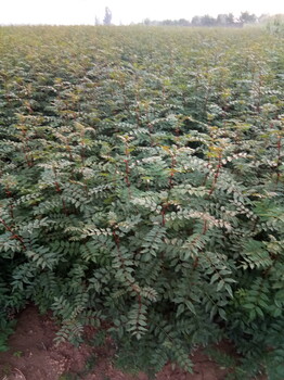 花椒苗大紅袍獅子頭花椒苗價(jià)格