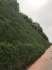 廣州護坡噴播綠化工程土壤團粒劑廠家銷售