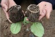 云南農作物果樹種植抗旱保水劑批發銷售