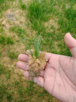甘肅沙漠沙土改良苗木種植土壤粘合劑