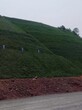 广西河道水利边坡防护工程高性能生态基材喷播绿化图片