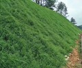 陜西綠色礦山邊坡修復綠化噴播團粒劑批發銷售