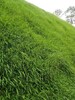 广西边坡绿化高性能生态基材喷播技术材料
