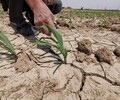 阿克蘇生態環境修復沙漠土壤改良劑