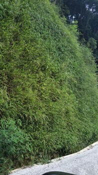 潍坊矿山岩石边坡修复工程绿化土壤粘合剂