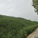 貴州土石邊坡修復(fù)工程噴播綠化粘合劑批發(fā)銷售