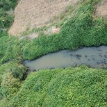 上海城市污染河道修復水體凈化劑圖片0