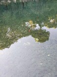 上海城市污染河道修復水體凈化劑圖片5