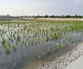 天津河道生態修復工程底泥固化改良劑
