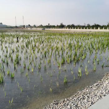 广东黑臭河道底泥原位修复底质改良剂