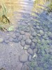 重慶污染河道生態快速水體凈化劑