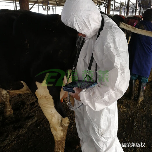 福荣莱牛用B超机安全可靠,母牛测孕仪器