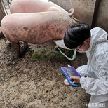 供应福荣莱猪用B超机C50,母猪测孕仪图片1