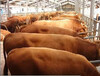 杭州肉牛的产业链基本形成