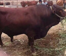 忻州养牛厂主要养殖的品种是西门塔尔牛犊等等图片