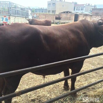忻州兴牧养牛场肉牛出售