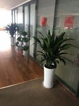 天津静海区绿植租赁天津花卉租赁天津绿植养护公司图片4