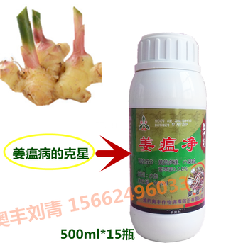 生姜姜瘟病莖基腐病姜塊發(fā)臭癥狀及綜合防治方案