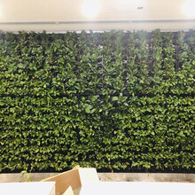 广州植物墙设计价格