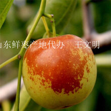 山东枣树苗种植基地专业合作社图片