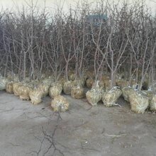 红枣树苗原产地基地批发品质保证图片