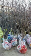 成品枣苗冬枣树苗基地出售多钱一棵图片