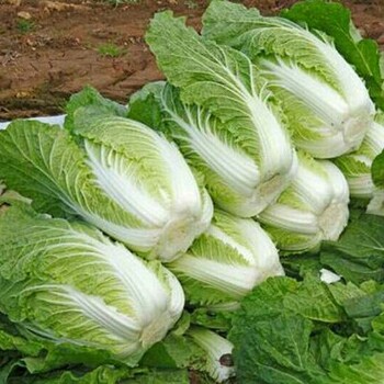 大白菜、甘藍、河北張家口草溝堡鄉(xiāng)今世緣大白菜-銷售中心