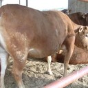 肉牛養(yǎng)殖利潤分析肉牛養(yǎng)殖行情肉牛多少錢一斤