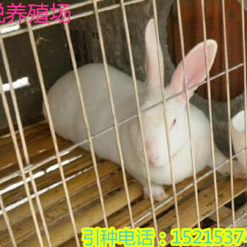 种兔养殖行情种兔价格种兔多少钱一只种兔回收种兔养殖