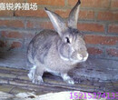 野兔养殖前景野兔多少钱一只野兔养殖技术图片