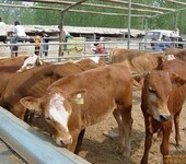 肉牛养殖场三元杂交牛养殖行情肉牛价格