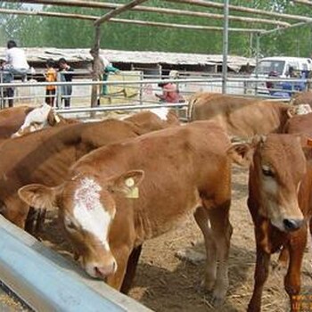 鲁西黄牛养殖前景改良肉牛多少钱一头肉牛养殖场
