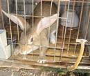 杂交野兔养殖行情、杂交野兔养殖利润图片