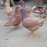 元寶鴿養(yǎng)殖行情圓環(huán)鴿價(jià)格走勢