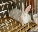 种兔养殖加盟兔仔养殖技术种兔养殖场