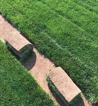 石家庄那里有卖草坪栾城草混播草坪冷季型混播草坪草籽