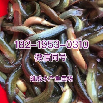 江西贛州黃顙魚(yú)苗批發(fā)吉安泥鰍魚(yú)苗價(jià)格