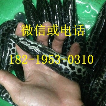 廣東廣州叉尾魚(yú)苗惠州黑魚(yú)苗批發(fā)