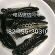 广西玉林甲鱼苗玉林黑鱼苗玉林台湾泥鳅苗图片