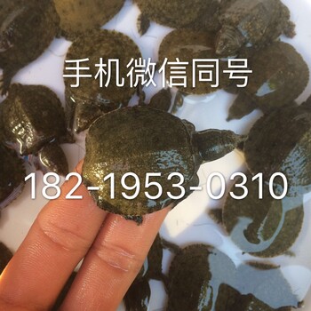 玉林加州鱸魚(yú)苗玉林胭脂魚(yú)苗玉林縮骨大頭魚(yú)苗