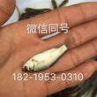 江西九江桂花鱼苗赣州七星鱼苗要宜春鲫鱼苗图片