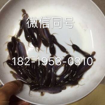 本地塘鲺魚苗/塘虱魚苗/胡子鯰魚苗/塘角魚苗批發(fā)
