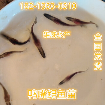 三明金絲草魚苗南平紅羅非魚苗龍巖斑點(diǎn)叉尾鮰魚苗