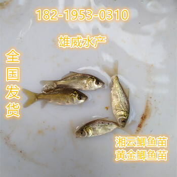 溧阳月醴鱼苗海门七星鱼苗东海丁桂鱼苗