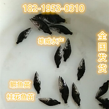 梧州白鯧魚苗賀州大頭魚苗玉林塘虱魚苗