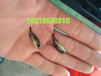  Foshan freshwater grouper fry Zhaoqing grouper fry Guangzhou grouper fry Shaoguan grouper fry wholesale