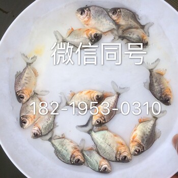 湖南长沙淡水白鲳鱼苗株洲红鲳鱼苗益阳白鲳鱼苗批发