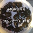 广州加州鲈，韶关本地塘虱，清远叉尾鮰鱼苗，肇庆泥鳅苗批发价格图片